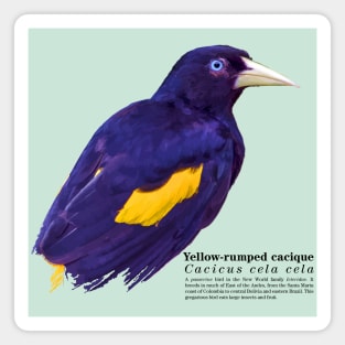Yellow-rumped cacique tropical bird black text Magnet